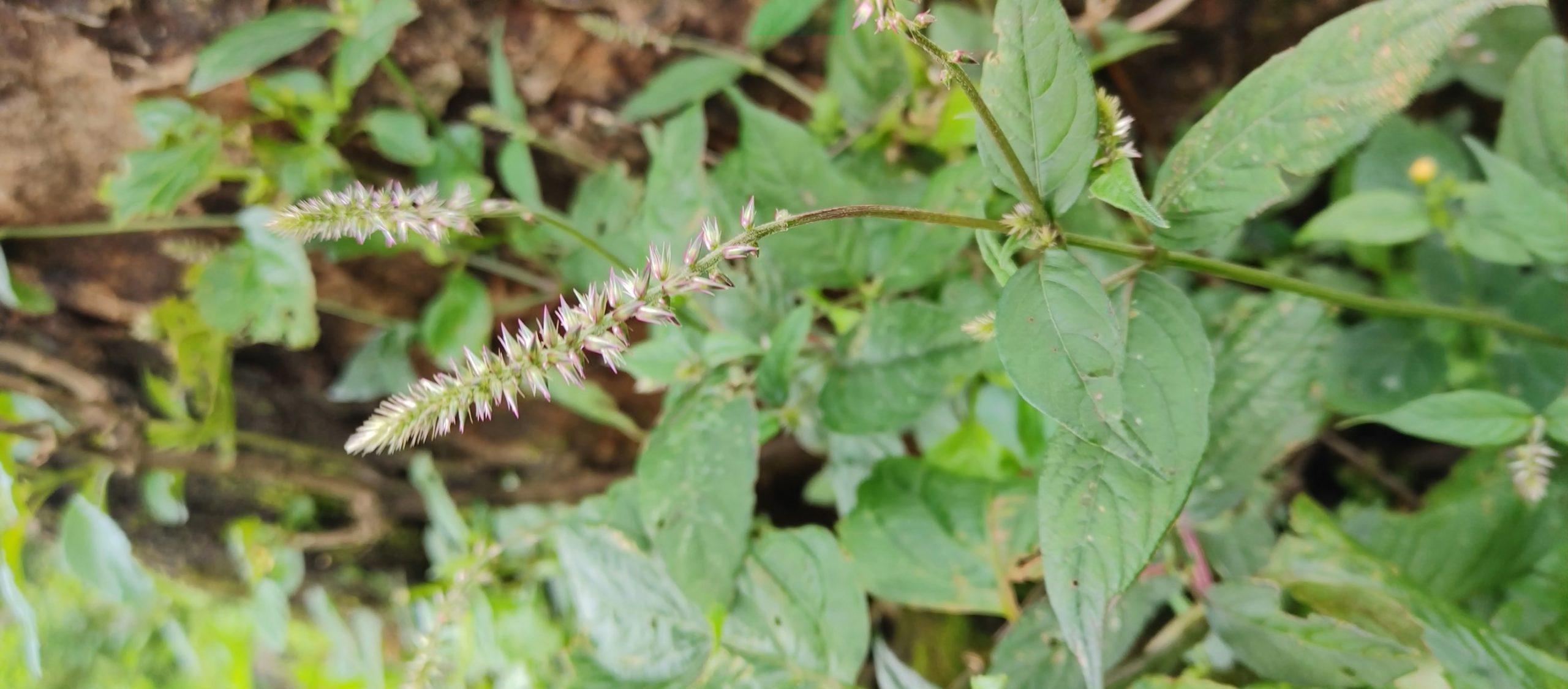 Achyranthes aspera (Amaranthaceae)