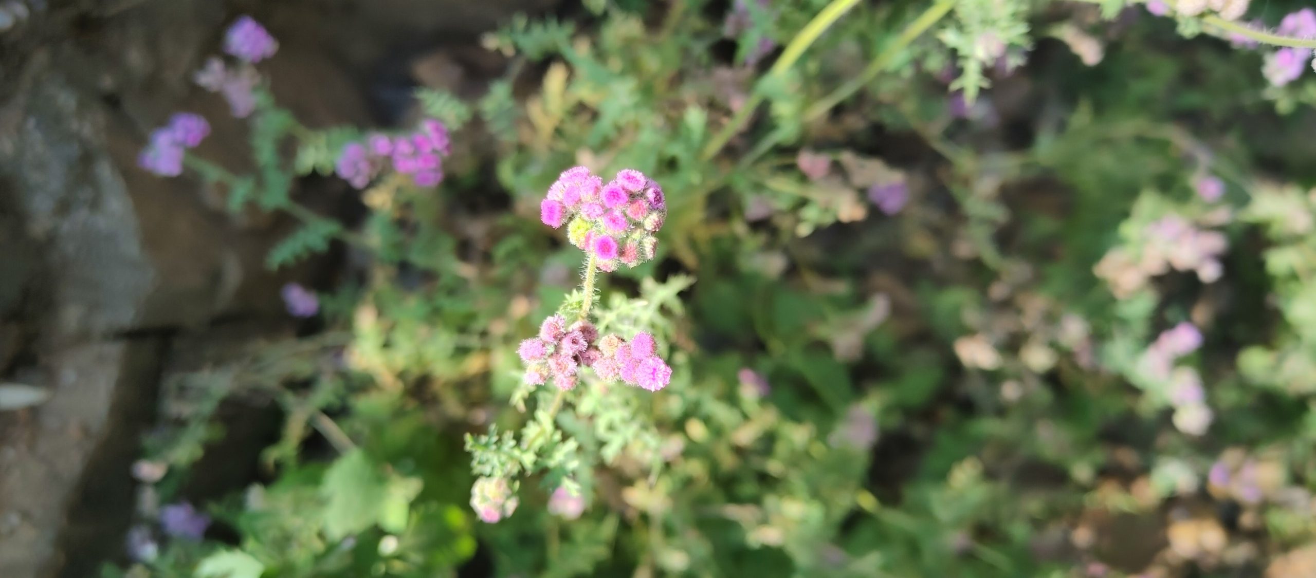 Cyathocline purpurea (Asteraceae)