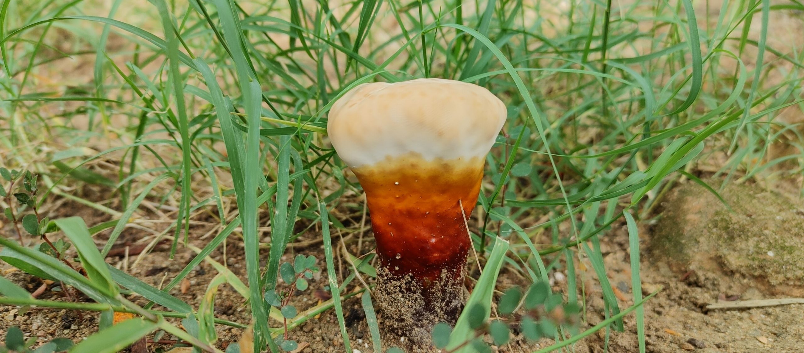 Ganoderma chalceum (Polyporaceae)