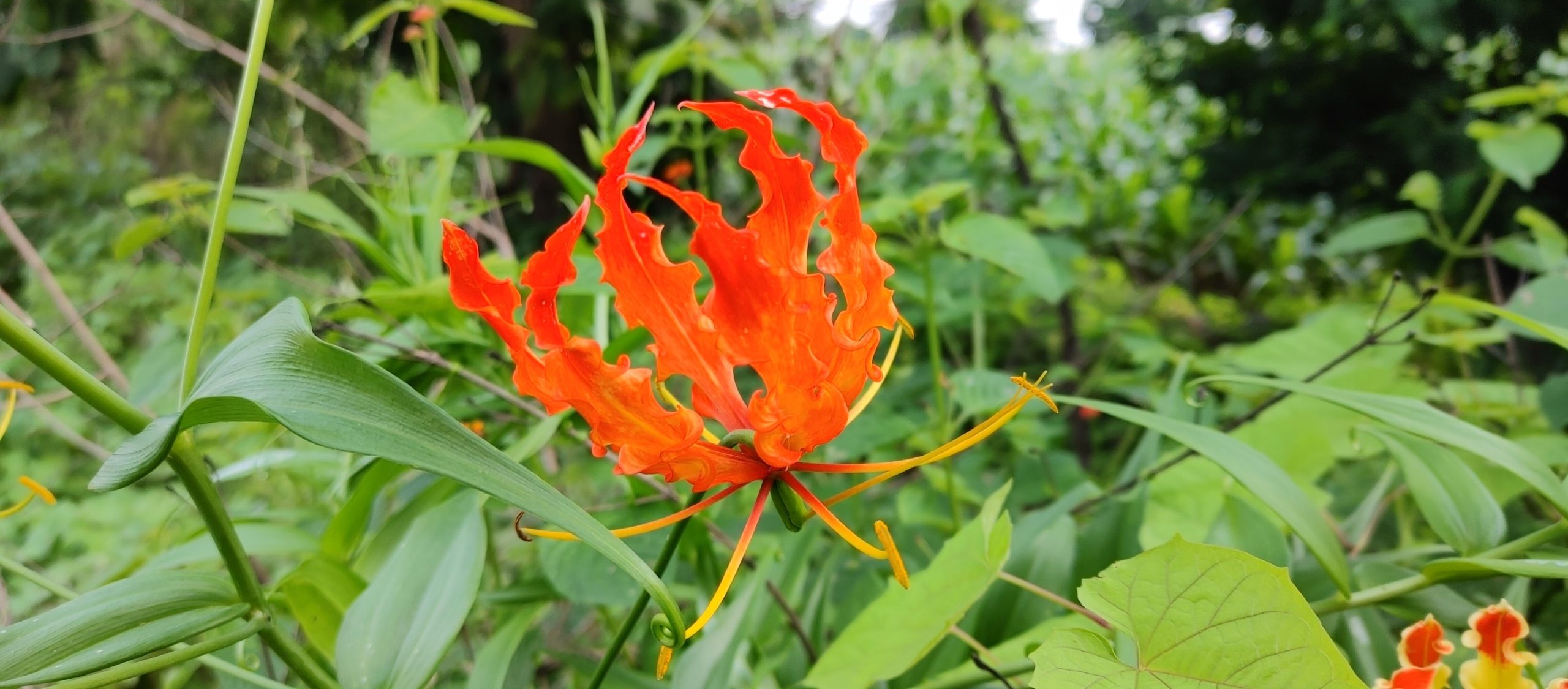 Gloriosa superba L. (Liliaceae)