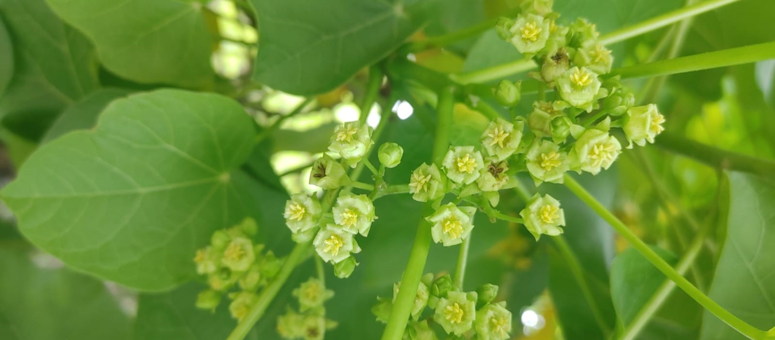 Jatropha curcas (Euphorbiaceae)