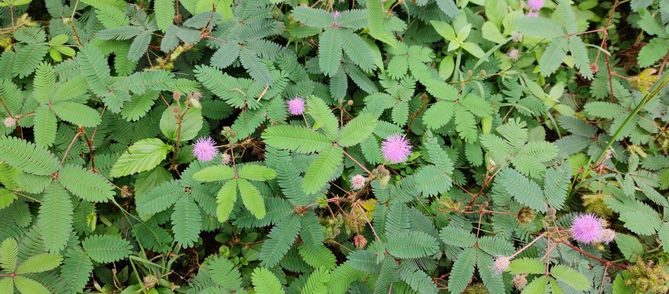 Mimosa pudica L. (Fabaceae)