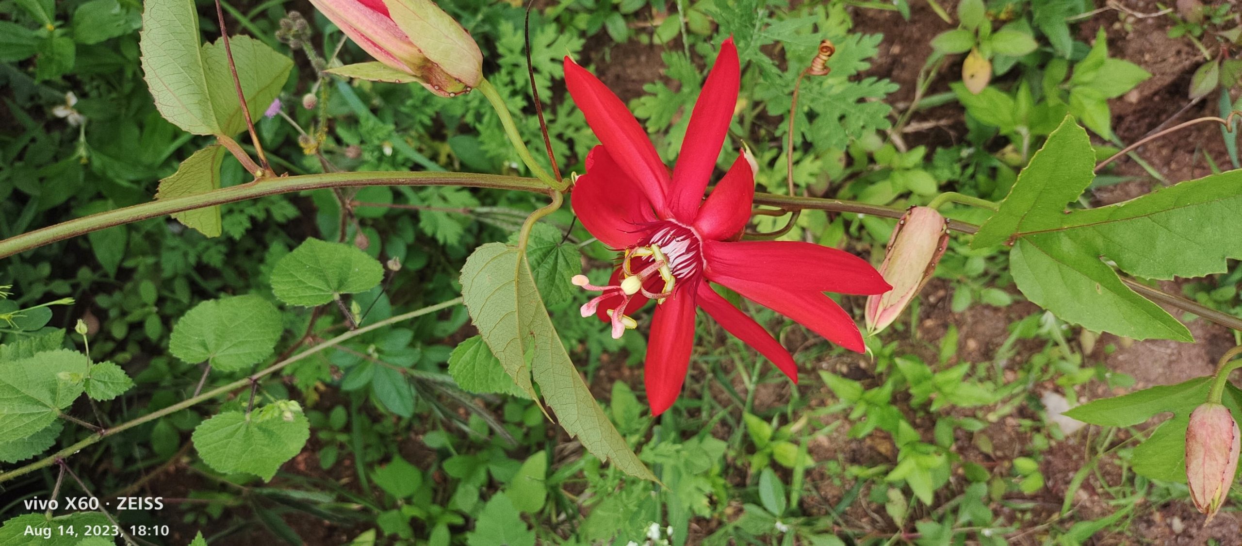 Passiflora vitifolia (Passifloraceae)