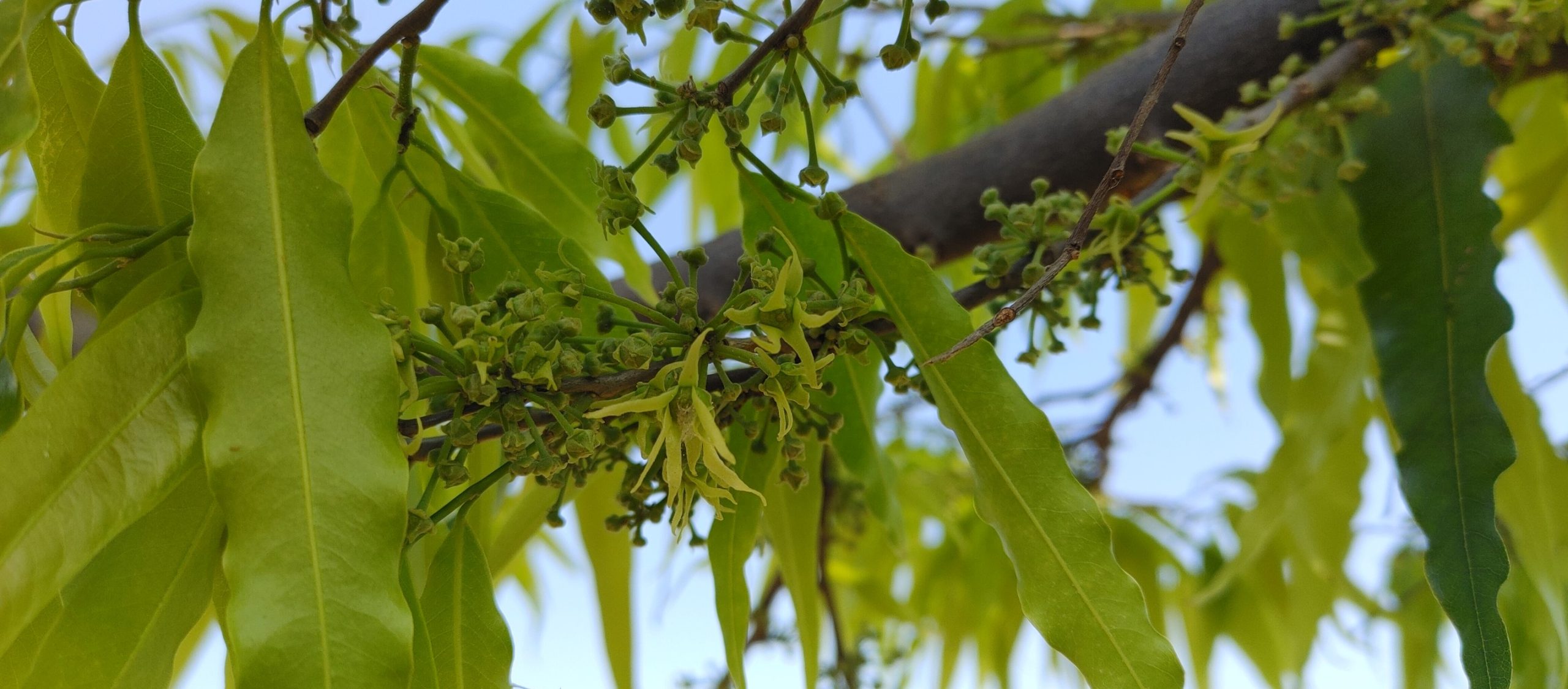 Polyalthia longifolia (Annonaceae)