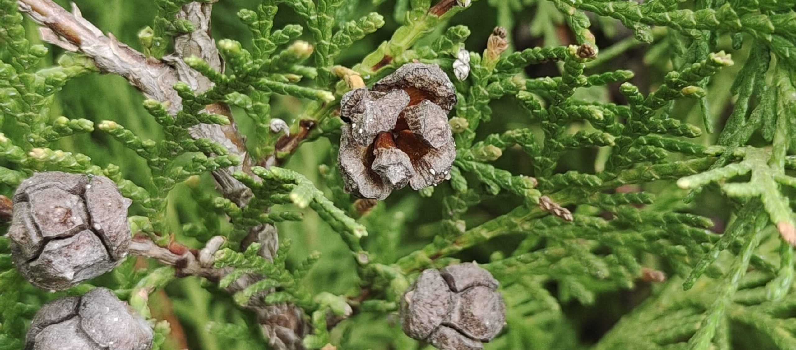 Thuja occidentalis (Cupressaceae)