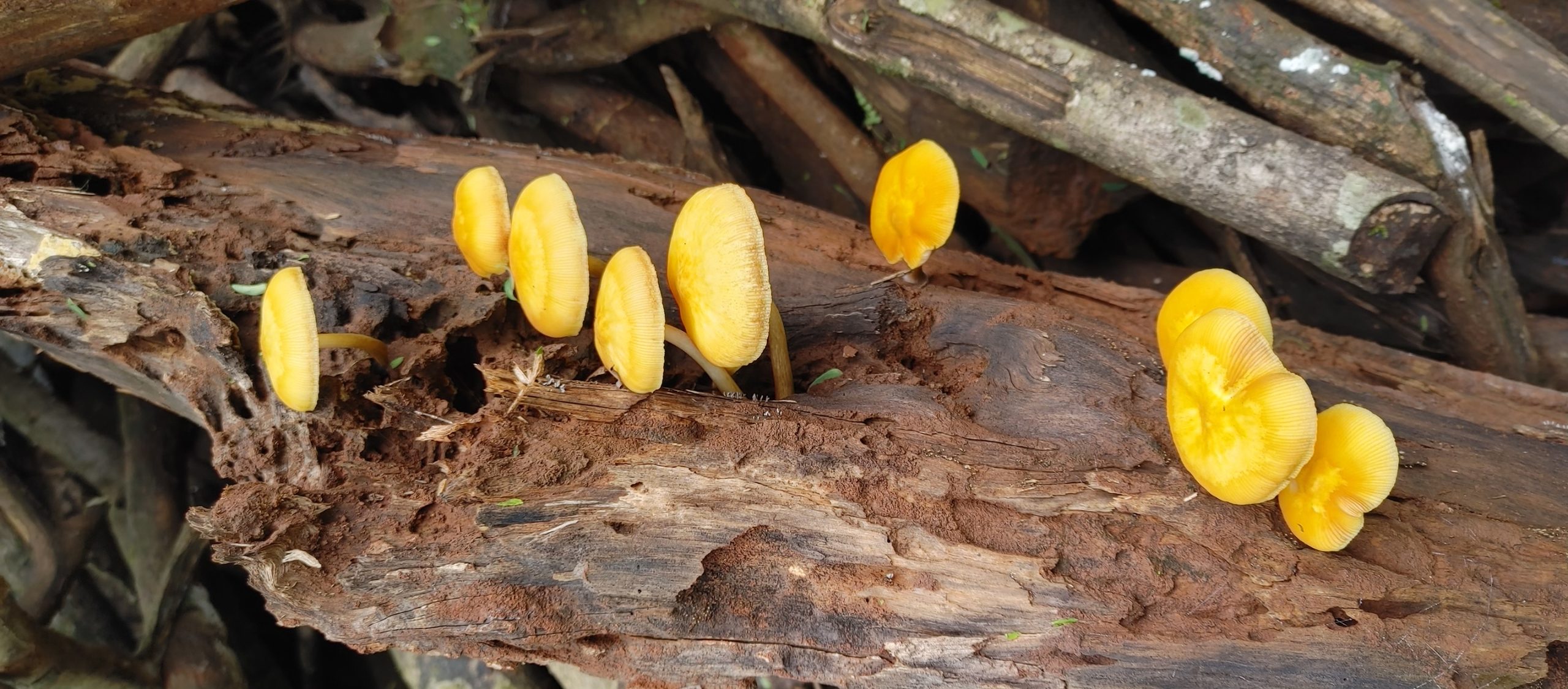 Tricholomopsis decora (Tricholomataceae)